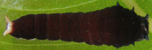 Graphium eurypylus nyctimus - Early Larvae